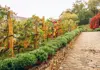 Scenic cobblestone path surrounded by greenery in Montmartre