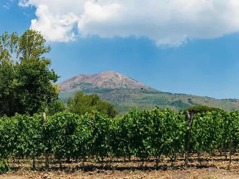 Mount Vesuvius Wine Tasting Tour from Naples with Lunch 