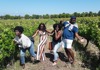 Group Having Fun in Vineyard