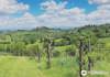 Final Vineyard