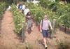 Guide Leading Group through Vineyard
