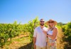 Half-day winery tour in Chianti