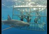 Close encounters of the shark kind