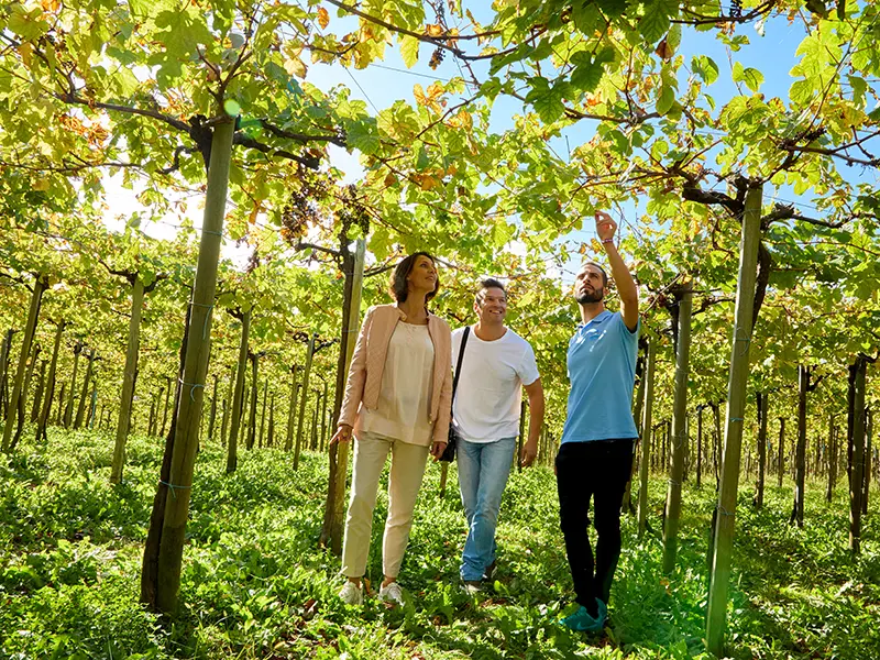 Txakoli Wine Tour with Transfer from San Sebastian