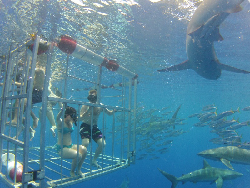 Jawsome Adventure: Shark Cage Diving in Oahu 