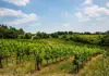 Rows of lush green vineyard vines stretching across a sunny hillside.