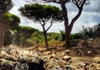 Sheeps walking across the Appian Way