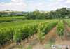 Chianti Views