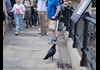 Tower of London ravens