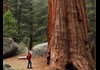See the Giant Sequoias up close