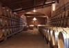 Wine barrels in a winery in Tuscany