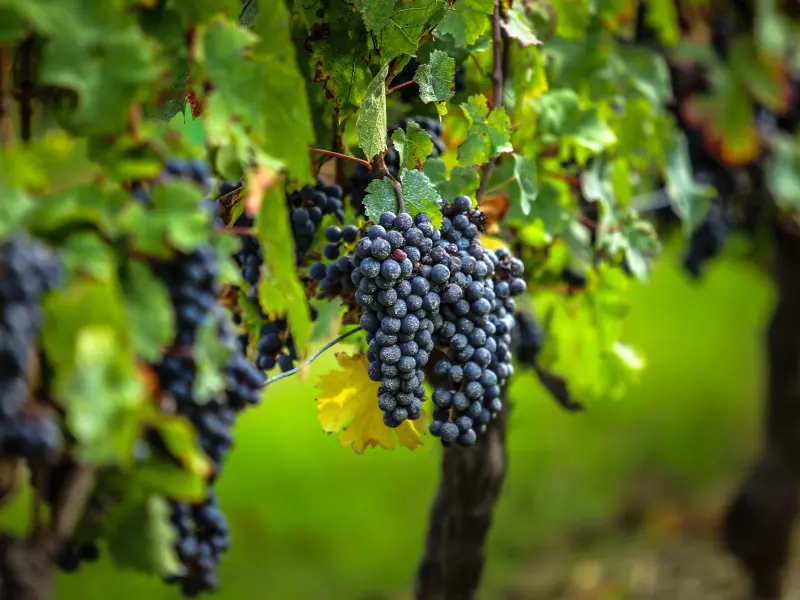 Medoc Château Road Half Day Wine Tour from Bordeaux
