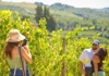 couple vineyards
