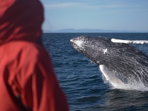 Wild Whale Watching Tour from Reykjavik