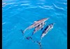 See the amazing spinner dolphins