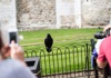 An image of one of the Tower of London ravens