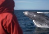 person watching whale breach in ocean