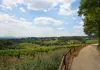 Rolling vineyard landscape under a bright sky with a walking path lined by trees.