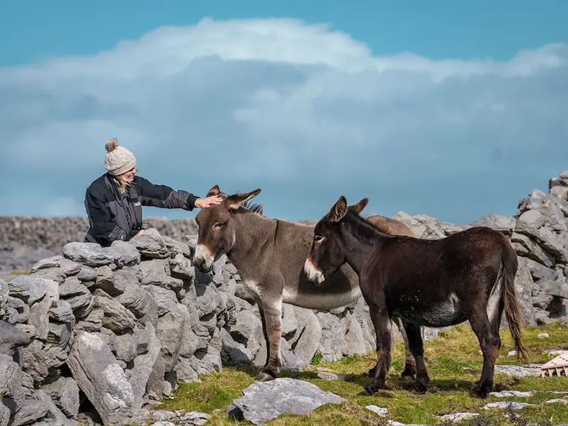 From Galway: Cliffs of Moher Cruise & Aran Islands Day Trip